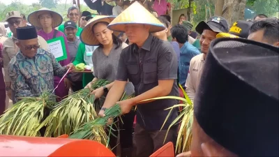 Ketua Kelompok Tani Rayu Bupati Batanghari Saat Panen Raya di Simpang Aur Gading