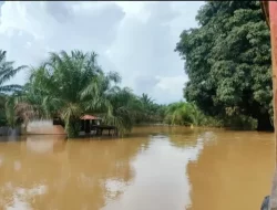Warga Tebo Sulit Keluar Kampung, Petani Gagal Panen Akibat Banjir
