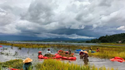 Memanen Padi di Tengah Banjir Terpaksa Masyarakat Kerinci Lakukan Akibat Ancaman Puso