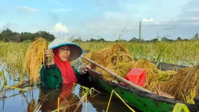 559 Hektare Lahan Pertanian di Tanjabtim Gagal Panen Akibat Banjir