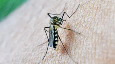 11 Kasus Gigitan Nyamuk Aedes aegypti di Tanjung Jabung Timur, Menjadi Kasus Terbanyak di Kecamatan